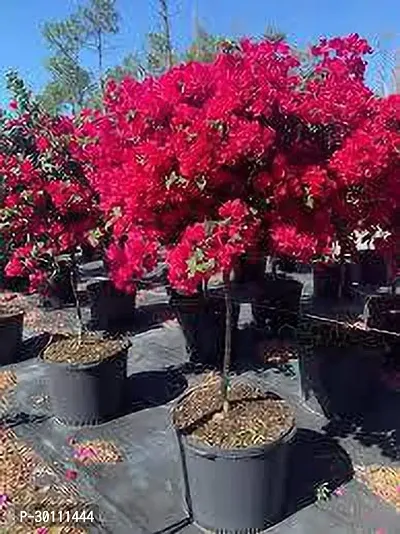 URAN Baugainvillea Plant