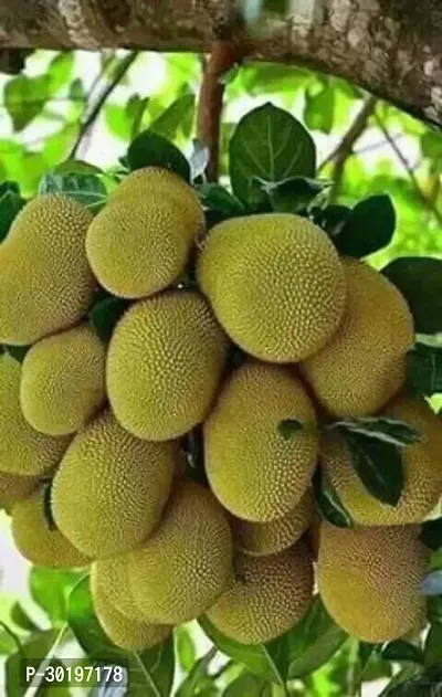 URAN  Jack Fruit Plant-thumb0