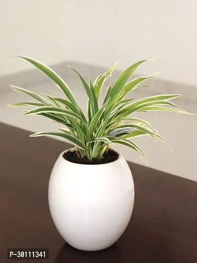 URAN Spider Plant-thumb0