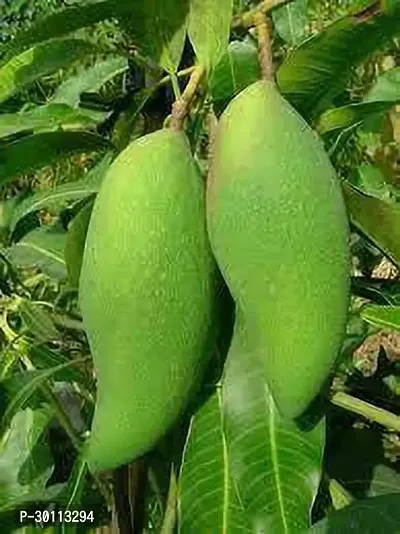 URAN Mango Plant-thumb0