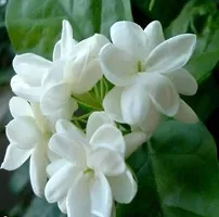 URAN Jasmine Plant-thumb1