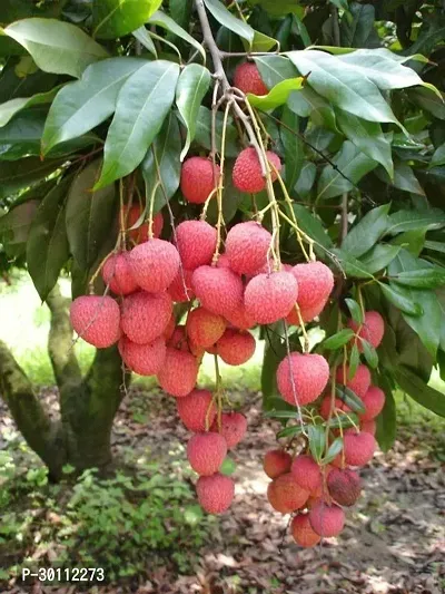 URAN Litchi Plant-thumb0