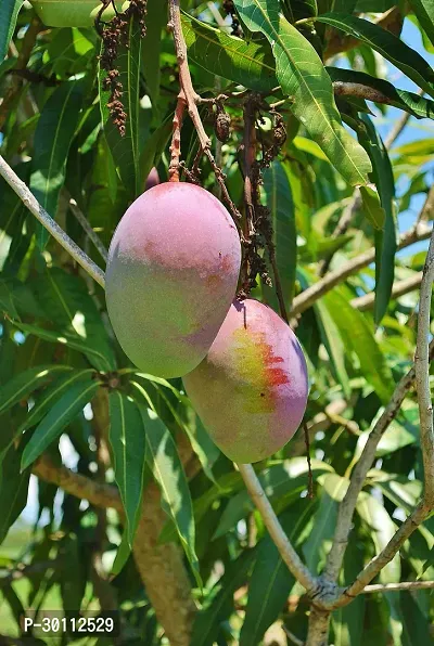 URAN Mango Plant-thumb0