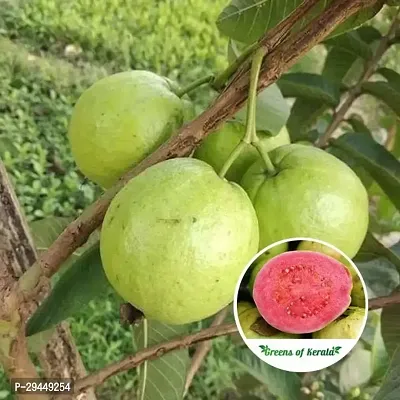 Guava PlantHybrid And Grafted Easy To Grow | Plant With Growing Bag| Plant Hight 1.5-1.412 Fit [S925]