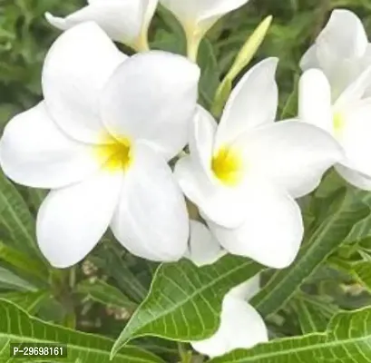 Plumeria Plant-thumb0