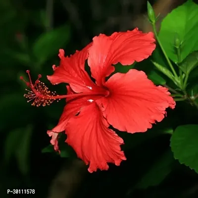 URAN Hibiscus Plant-thumb0