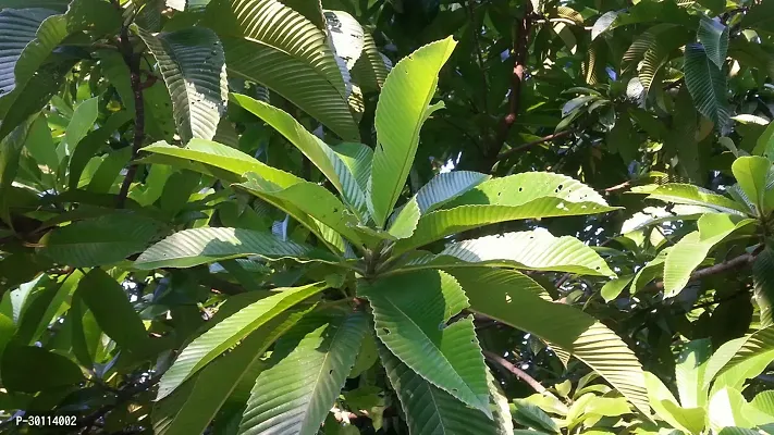 URAN Elephant Apple Plant