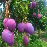 Mango PlantHybrid And Grafted Easy To Grow | Plant With Growing Bag| Plant Hight 1.5-1.50 Fit [S563]-thumb1