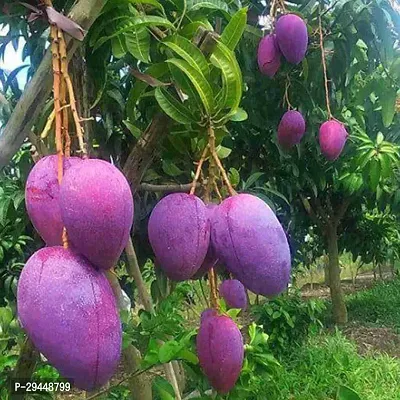 Mango PlantHybrid And Grafted Easy To Grow | Plant With Growing Bag| Plant Hight 1.5-1.50 Fit [S563]-thumb2