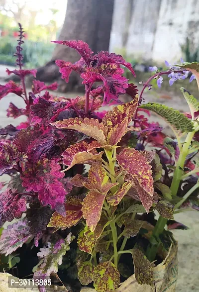 URAN Coleus Plant