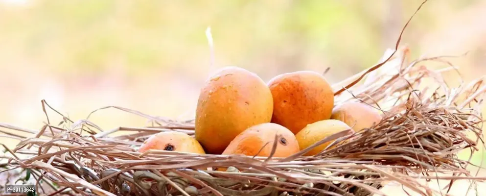 URAN Mango Plant-thumb0