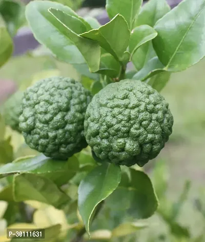 URAN Lemon Plant