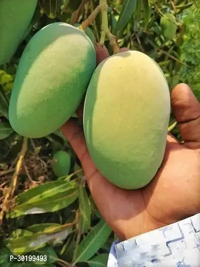 URAN Mango Plant