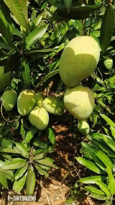 URAN Mango Plant-thumb0