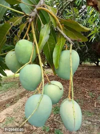 Mango PlantHybrid And Grafted Easy To Grow | Plant With Growing Bag| Plant Hight 1.5-1.264 Fit [S777]-thumb0