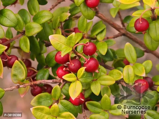 URAN Guava Plant-thumb0