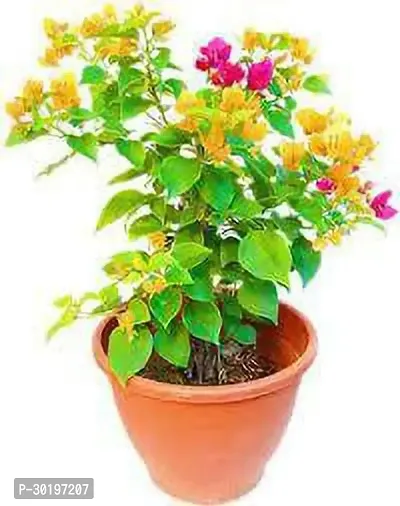 URAN  Baugainvillea Plant-thumb0