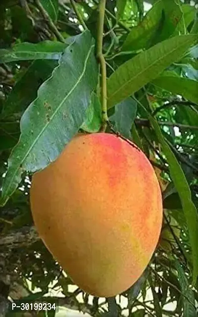 URAN Mango Plant-thumb0