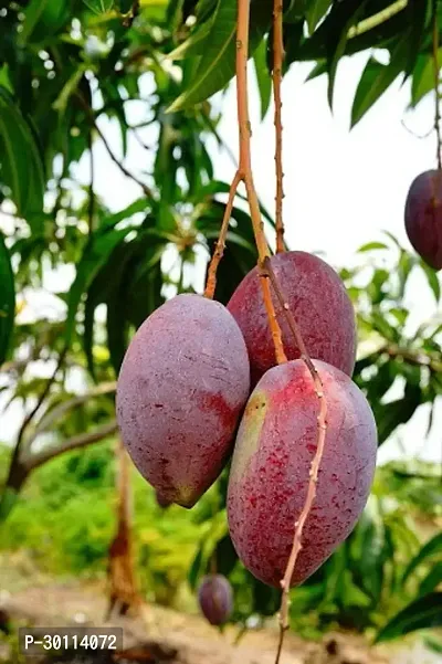 URAN Mango Plant-thumb0