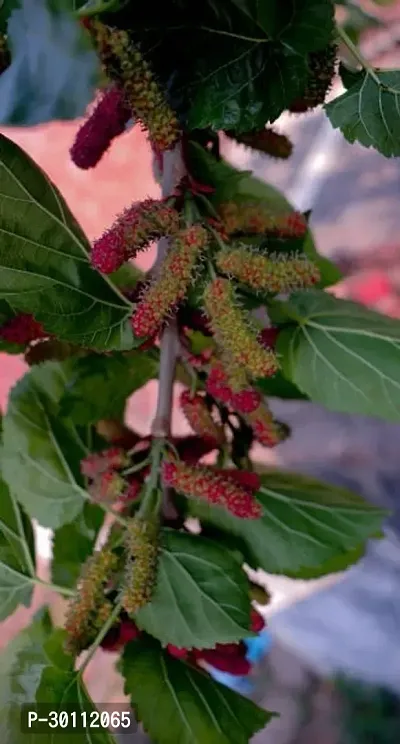 URAN Shahtoot/Mulberry Plant