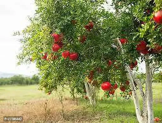 Pomegranate PlantHybrid And GraftedEasy To Grow[AN1001][a334]-thumb0