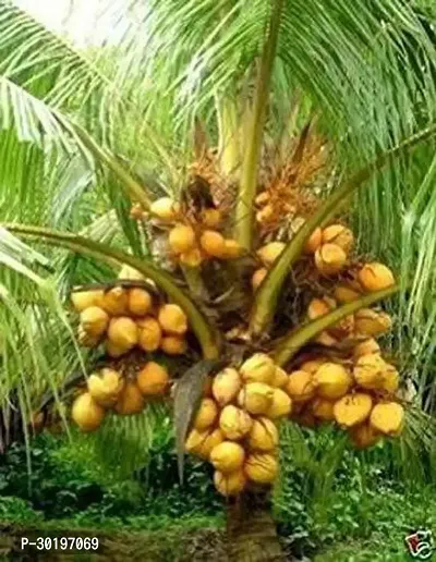 URAN  Coconut Plant-thumb0