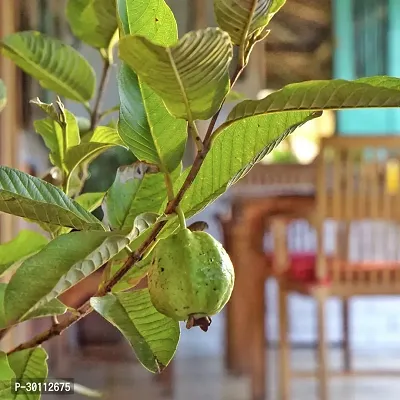 URAN Guava Plant-thumb0