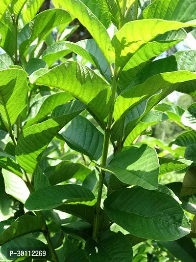 URAN Guava Plant-thumb0