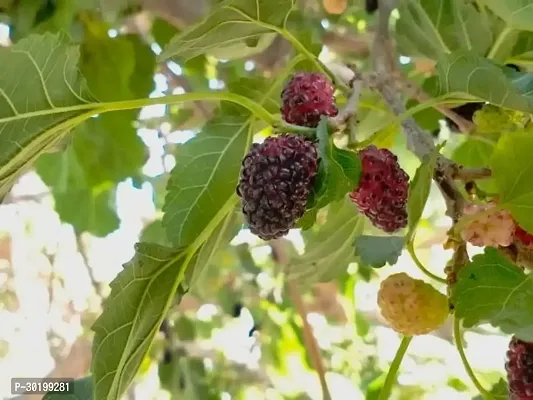 URAN Shahtoot/Mulberry Plant