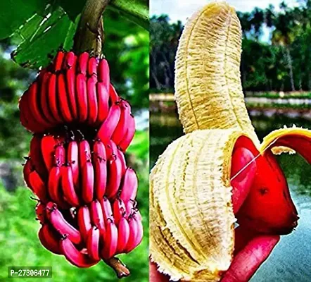 Banana PlantHybrid And GraftedEasy To Grow[AN1001][a368]-thumb0