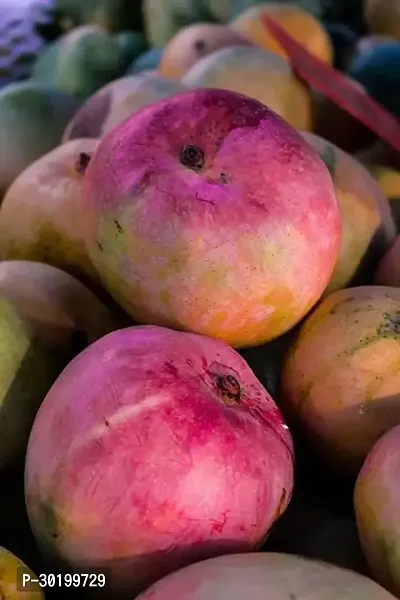 URAN Mango Plant