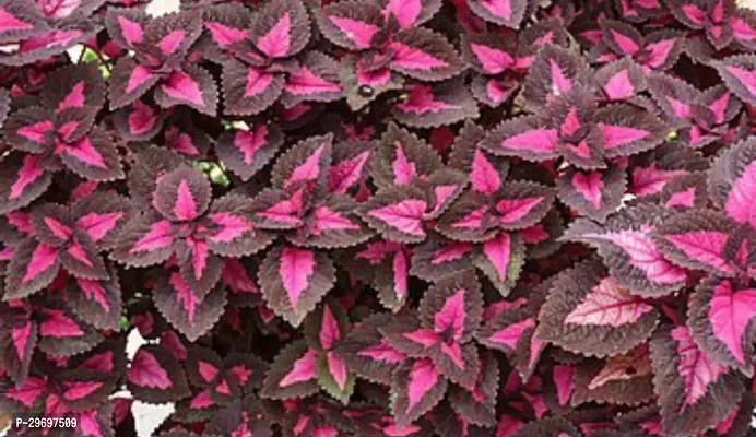 Coleus Plant