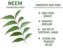 URAN Neem Plant-thumb2