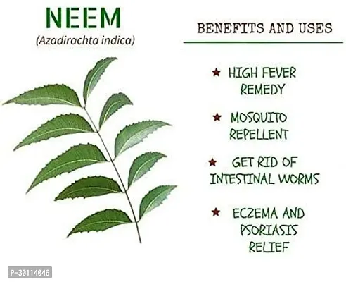 URAN Neem Plant-thumb3