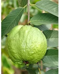 URAN Guava Plant-thumb1