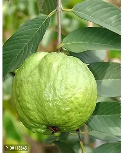 URAN Guava Plant-thumb2