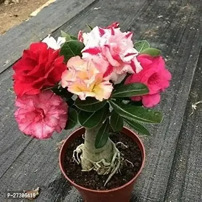 Adenium PlantHybrid And GraftedEasy To Grow[AN1001][a312]-thumb0