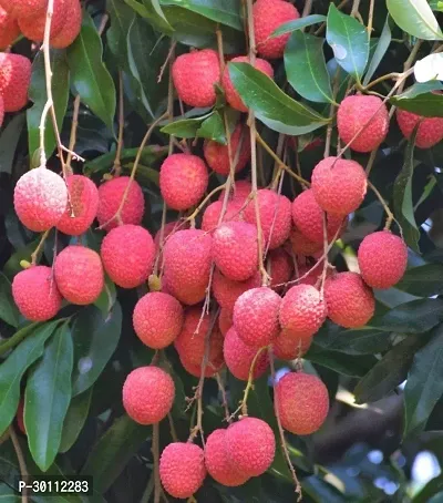 URAN Litchi Plant-thumb0