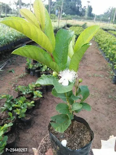 Guava PlantHybrid And Grafted Easy To Grow | Plant With Growing Bag| Plant Hight 1.5-1.425 Fit [S938]