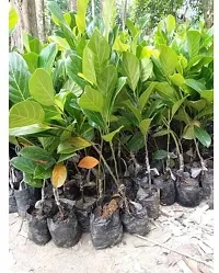 URAN Jackfruit Plant-thumb1