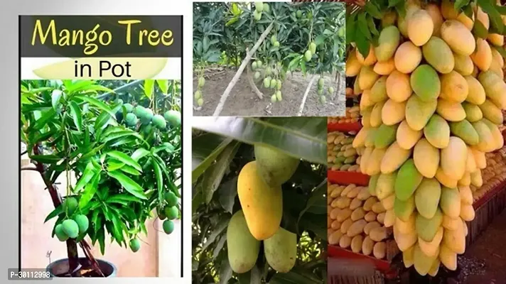 URAN Mango Plant