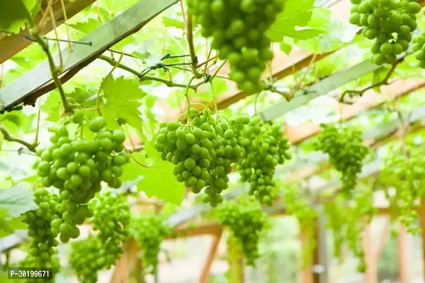 URAN Grape Plant-thumb0