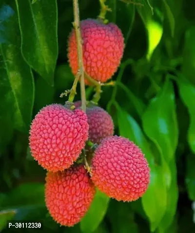 URAN Litchi Plant-thumb0