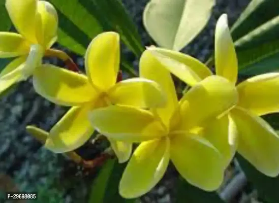 Plumeria Plant