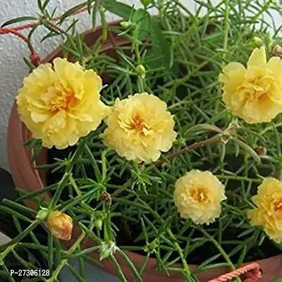 Portulaca PlantHybrid And GraftedEasy To Grow[AN1001][a024]-thumb0