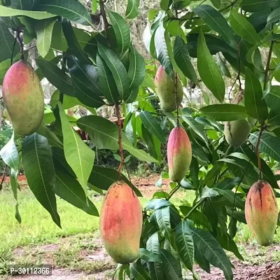 URAN Mango Plant