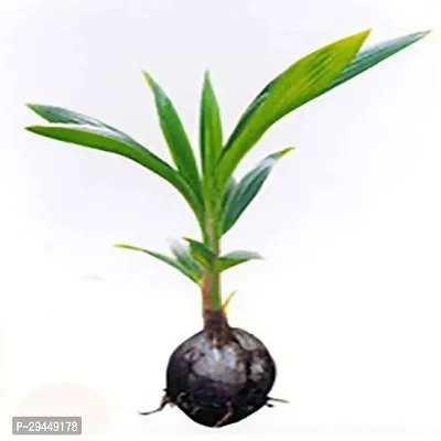 Areca PlamHybrid And Grafted Easy To Grow | Plant With Growing Bag| Plant Hight 1.5-1.337 Fit [S850]-thumb0