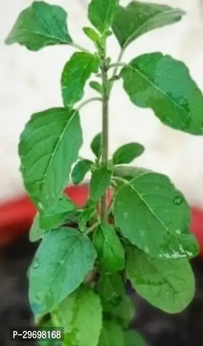 Tulsi Plant