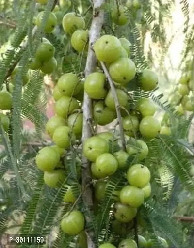 URAN Amla Plant-thumb0