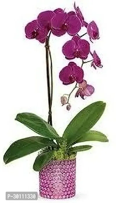 URAN Orchid Plant